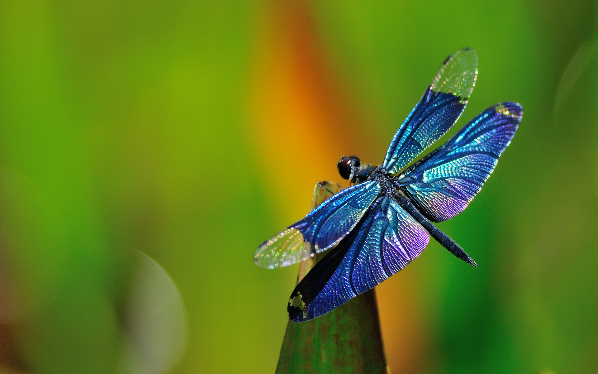 dragonfly